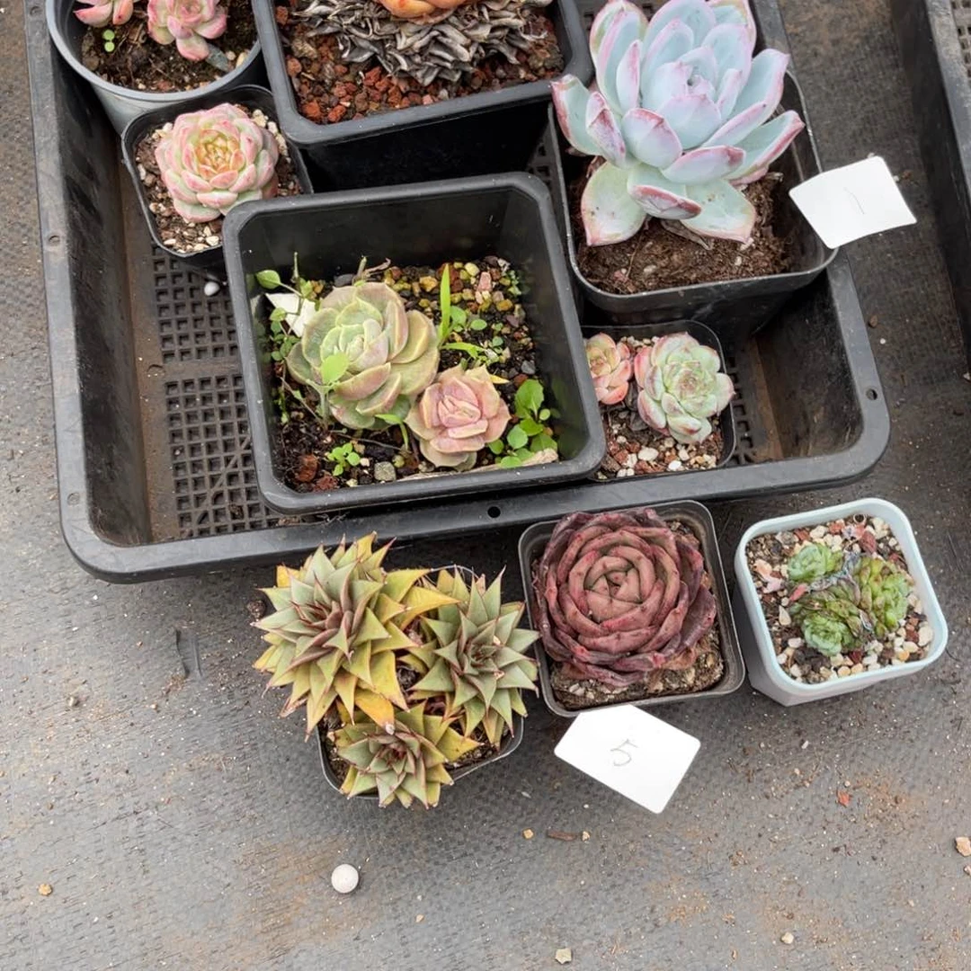 肉**。005组合3颗多肉