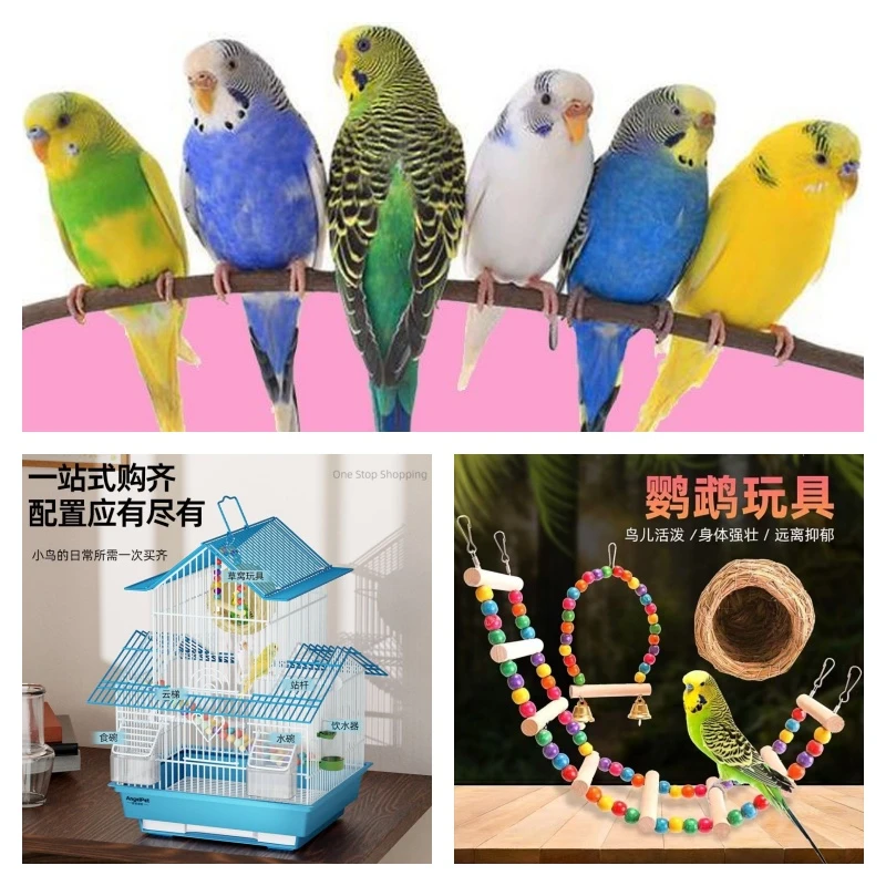 新年大礼包【鹦鹉】2只公母一对豪华组合套装 十 会说话宠物鸟