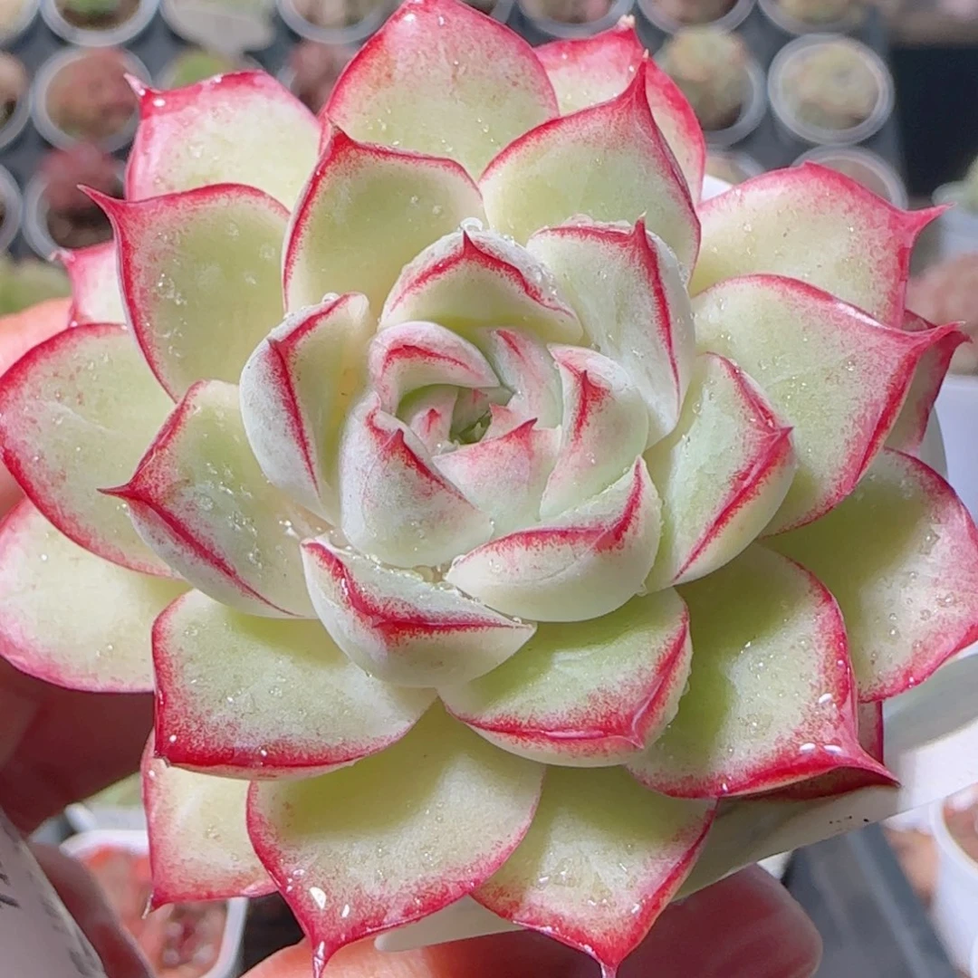 花语多肉1203-54女王