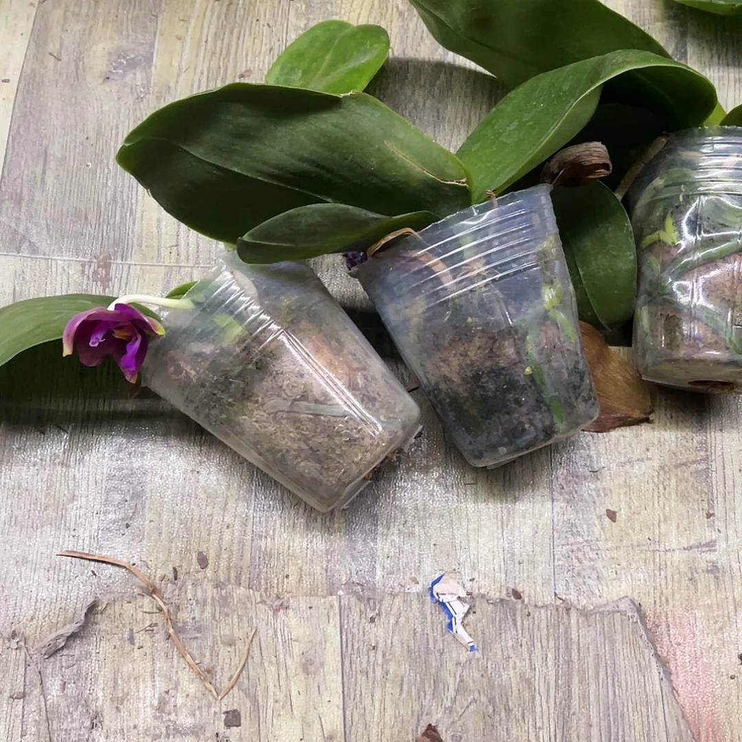 当前无花栽培后可以开花用****8原生瑕疵叶损