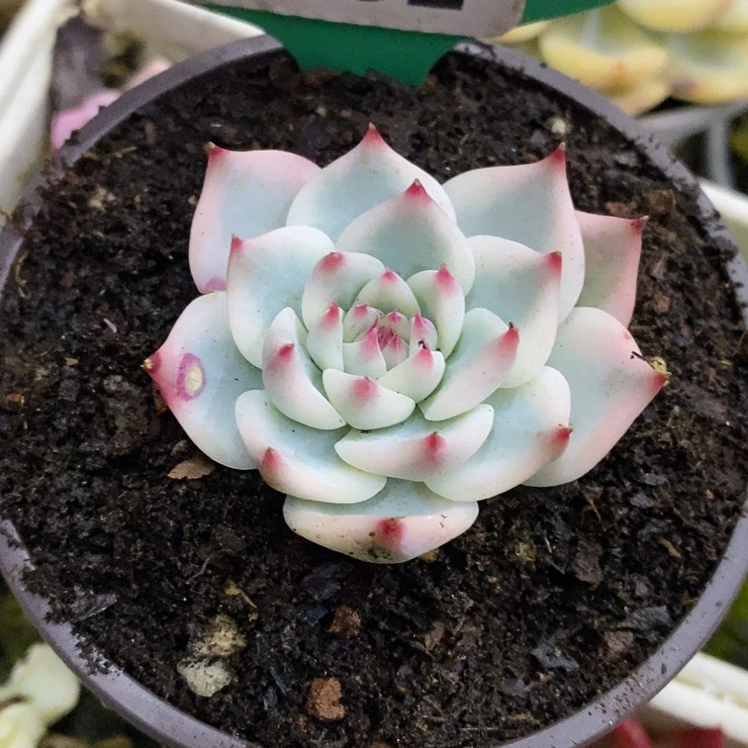 292寄养哈哈哈哈哈哈哈