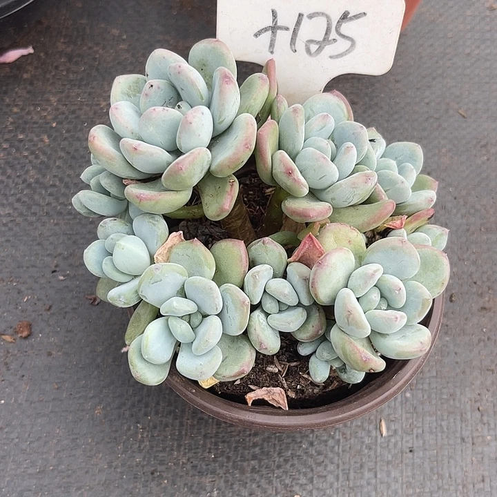 两单包邮，一物一拍125咖啡美人