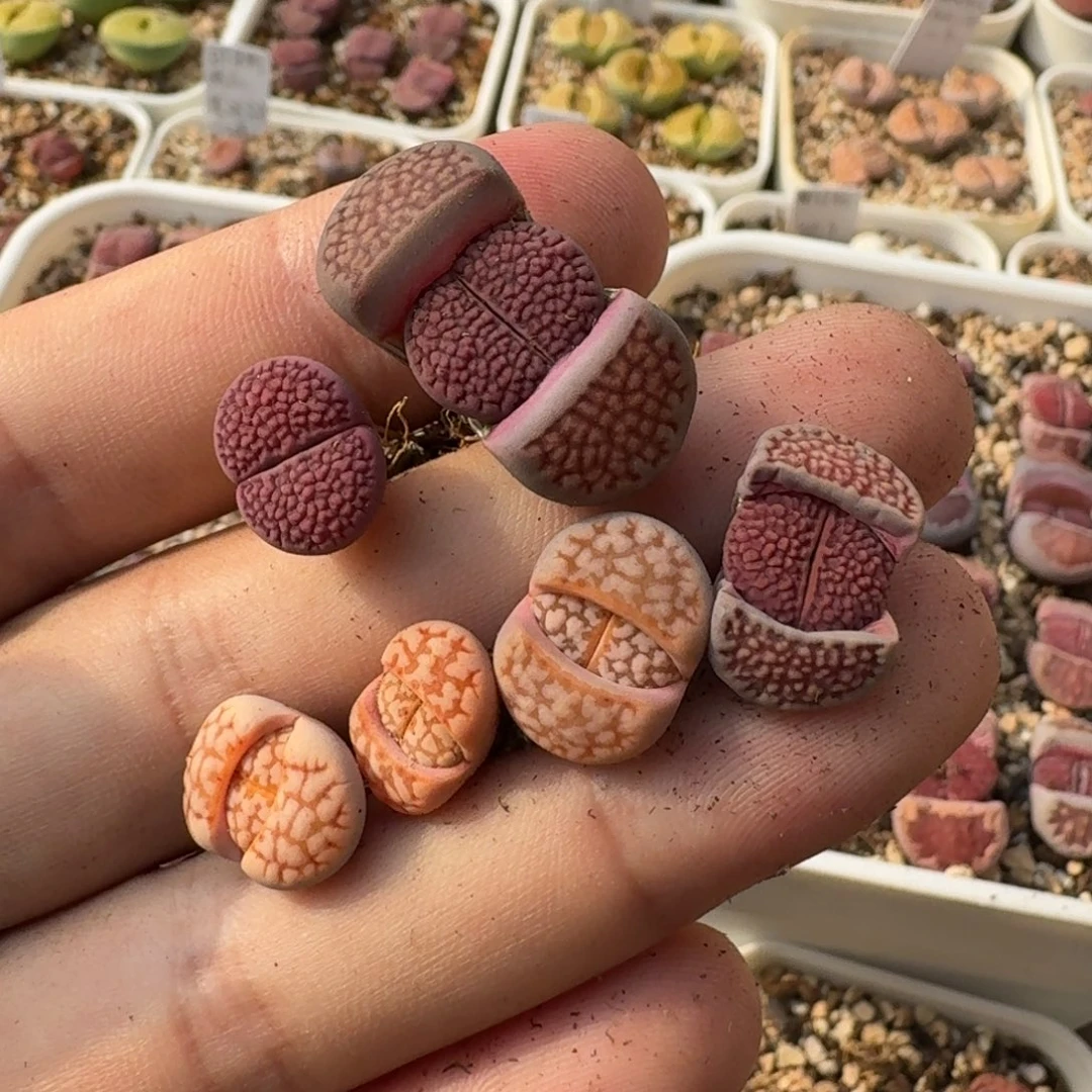 大****?G092细密纹紫巴里回交和粉爪寿丽二代