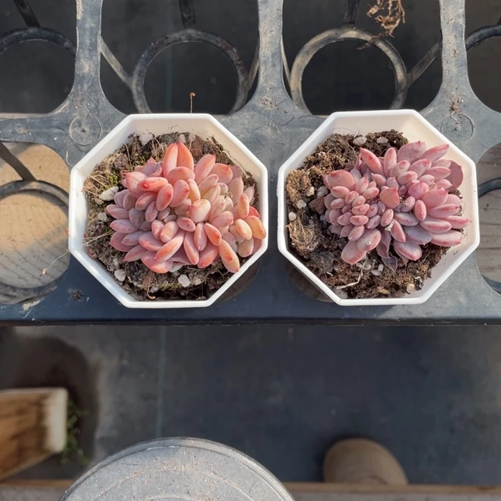 嘟****s玛瑙缀化专拍2颗