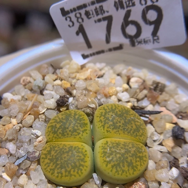 Sss精品生石石1769