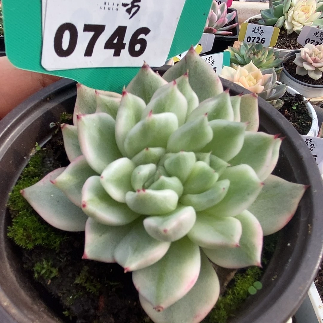 746东云杂哈哈哈哈