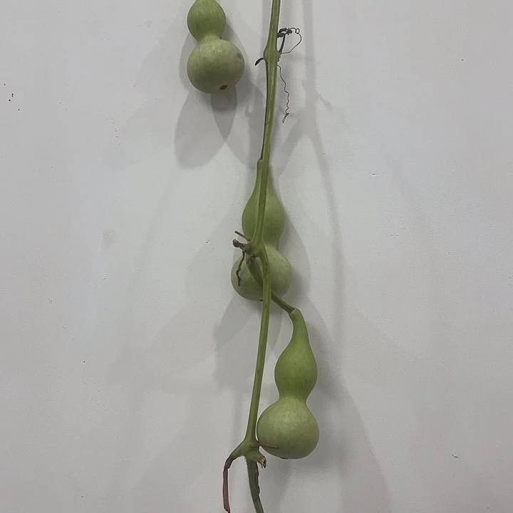 葫芦葫芦葫芦葫芦