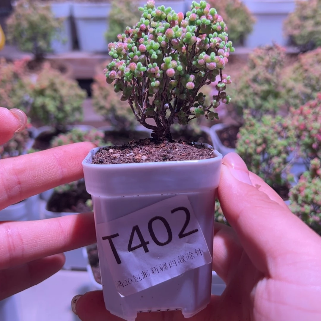 丶***雨402蜜橘带盆土发货一物一拍
