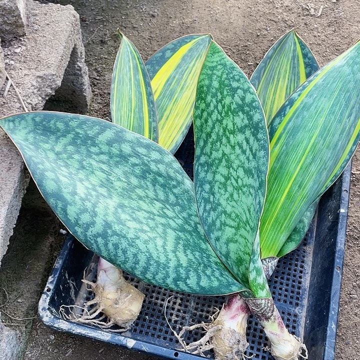 至***5完全开放翠宝镜虎皮兰