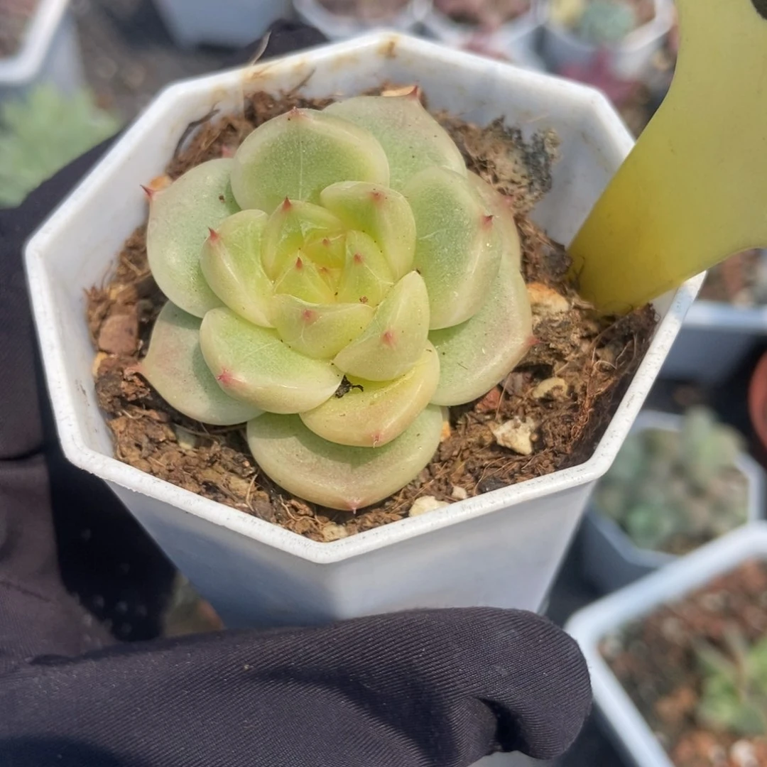 2078晴空珍妮多肉植物保护