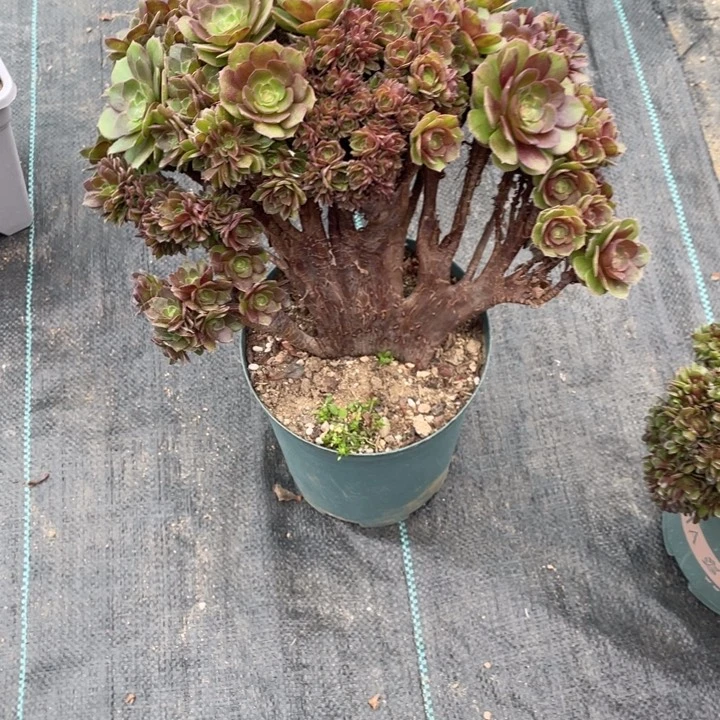 多肉葡萄和坚果的味道更浓香