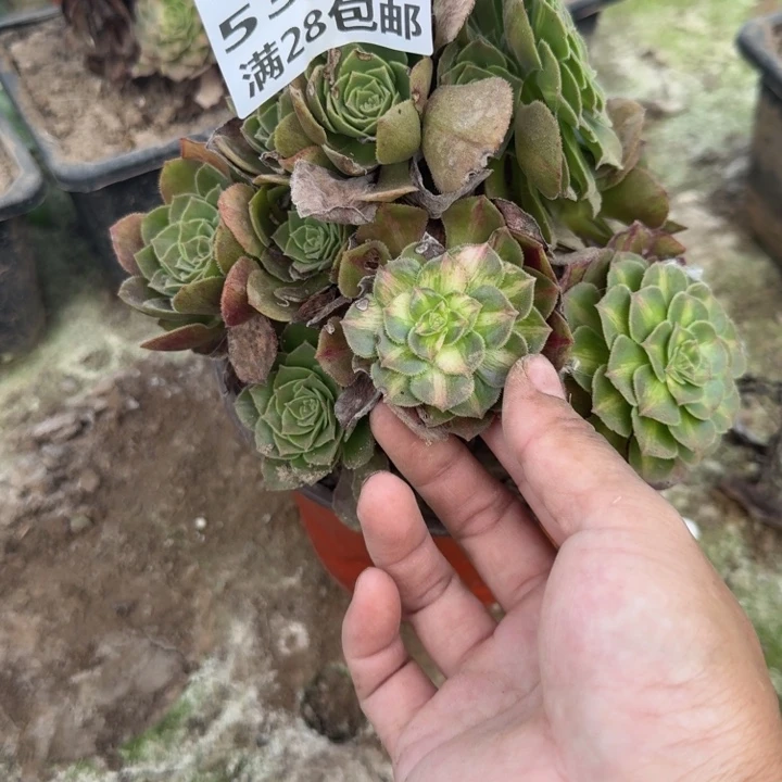 5362三号棚海王七彩B