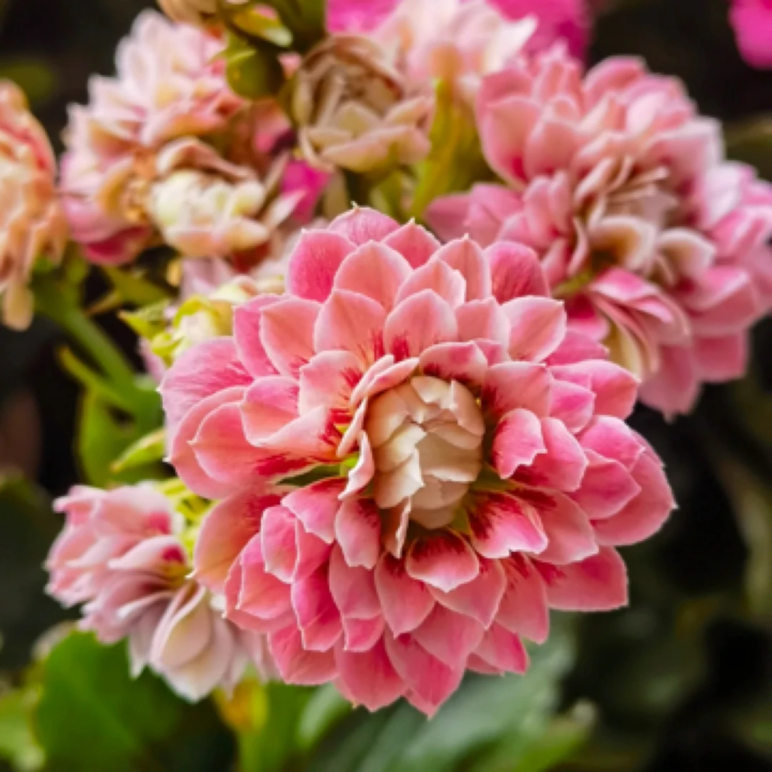 （110盆缅因猫) 猫眼系列 稀有品种 基地直发