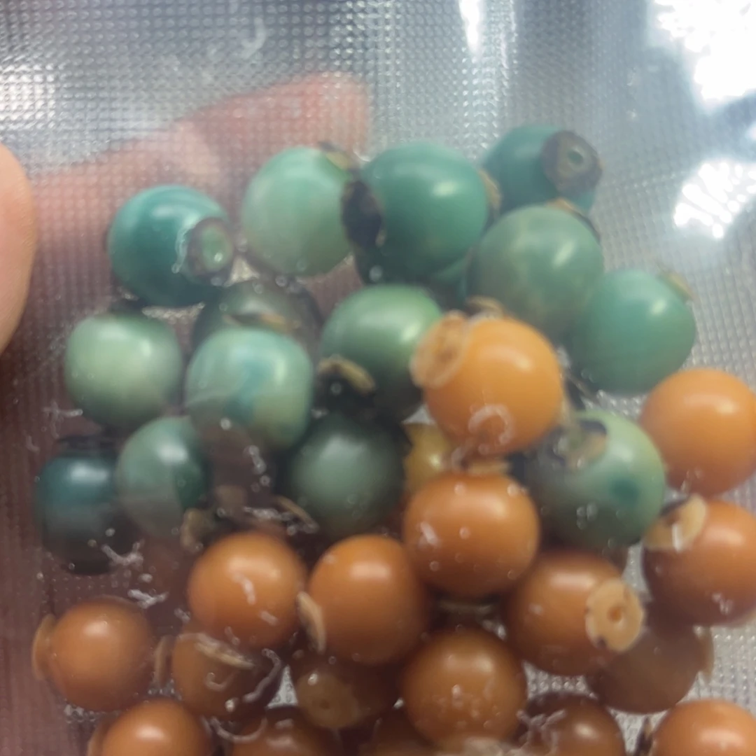 许***意菩提根/象牙果手串