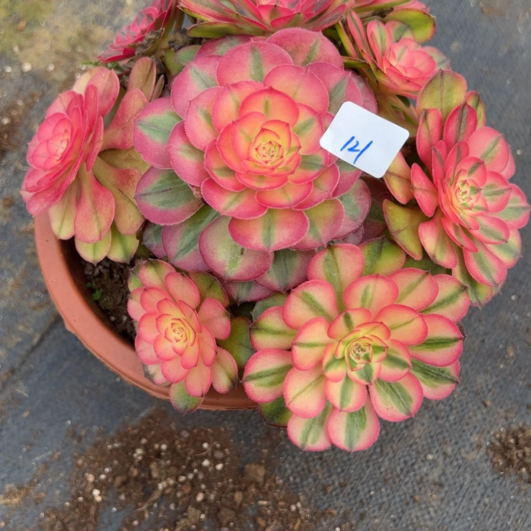 121荔枝多肉多肉多肉