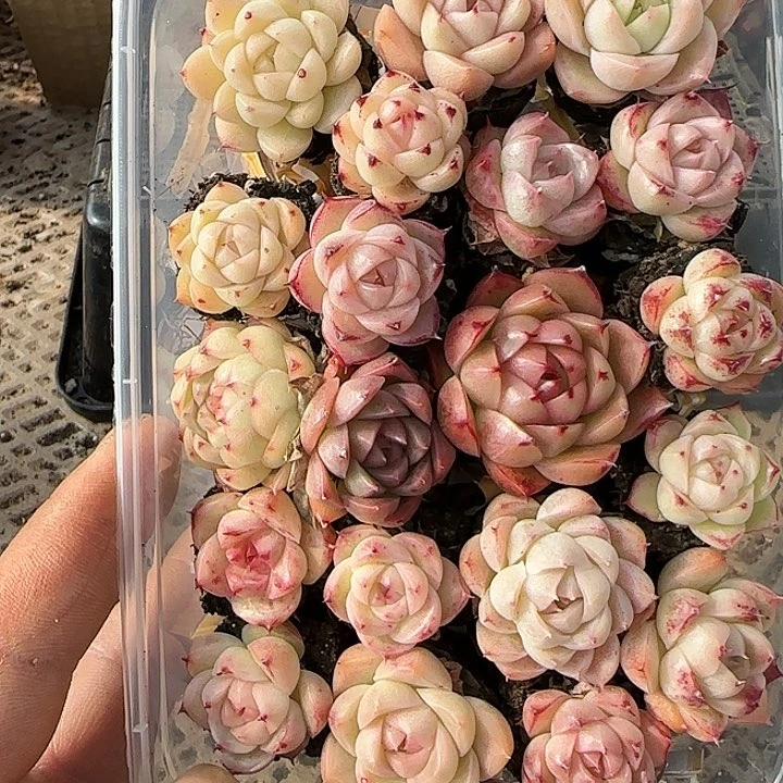 花时光精品多肉294