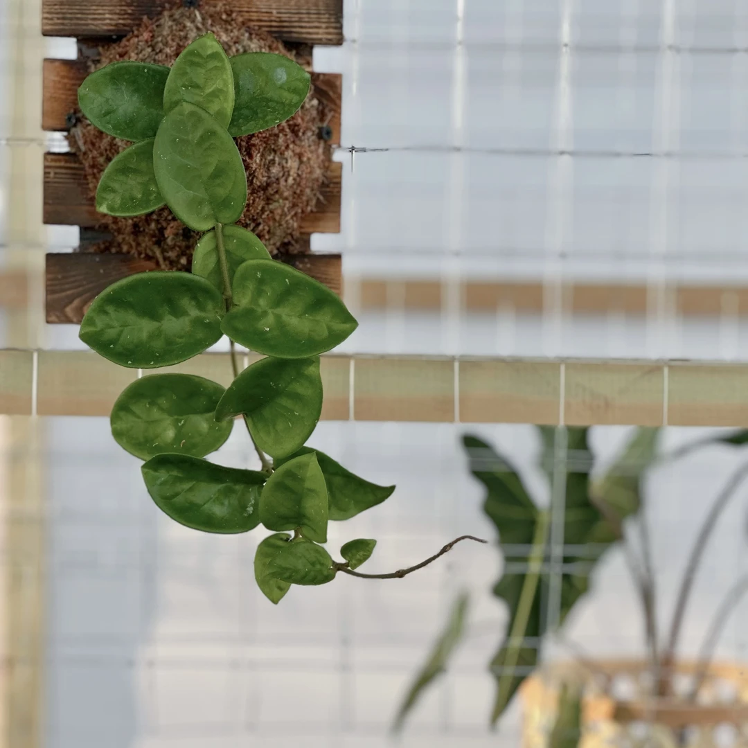 克林顿球兰室内好养开花植物耐干观叶可板植