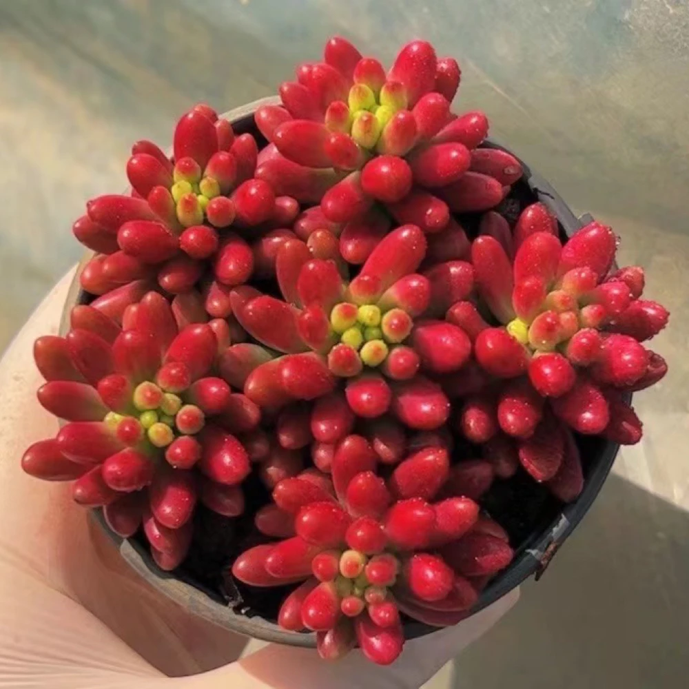 状态红之玉锦圆盆带盆土 多肉植物