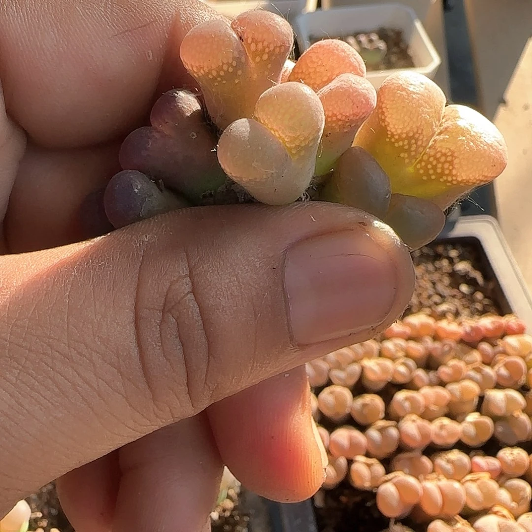 奇*哈哈哈哈哈38492