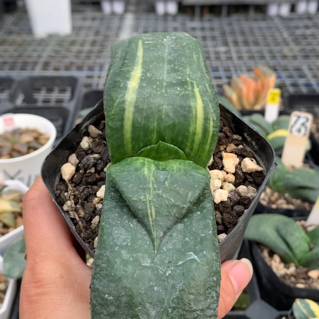 以实际为准卧牛多肉植物