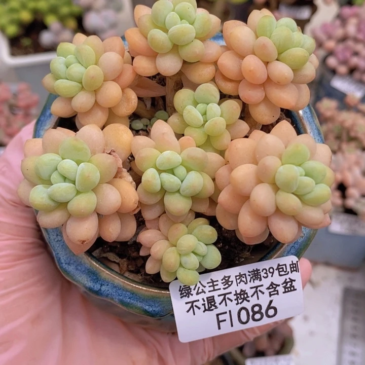 洛可可8cm1086多肉植物