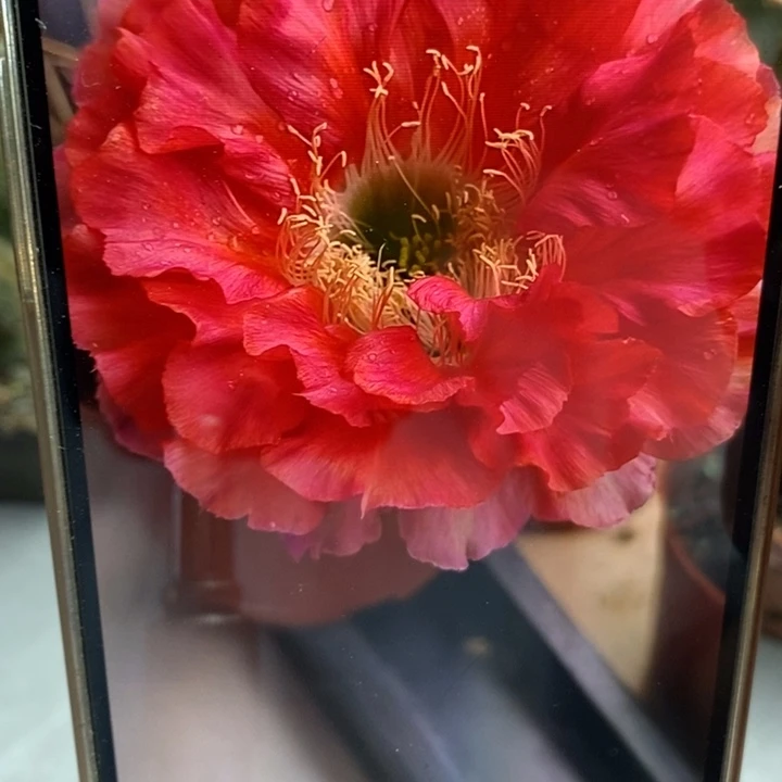 香香红180号侧芽2.5公分左右