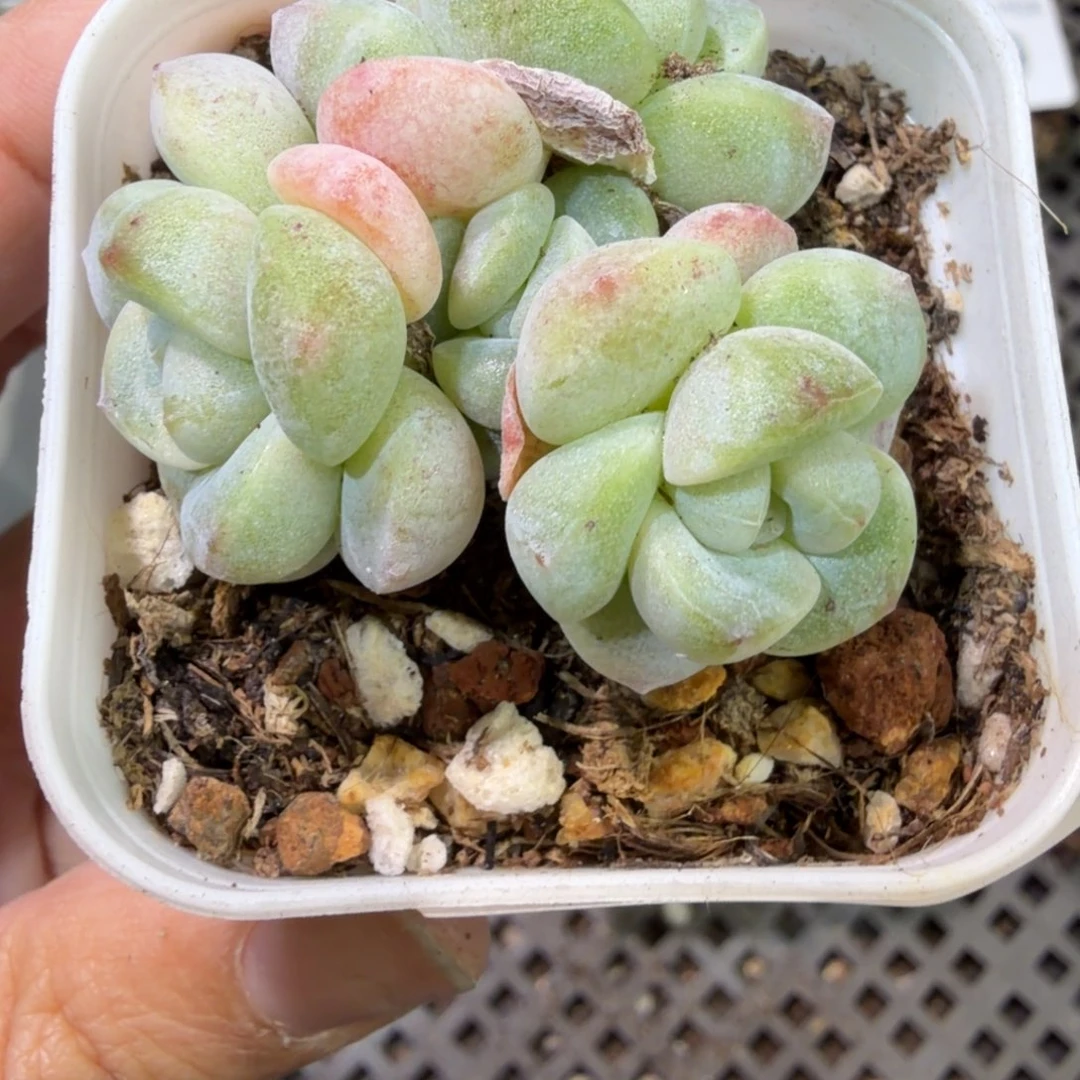 217 号到手1筐，江北多肉