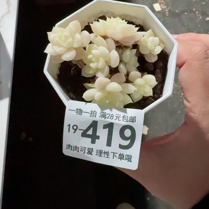 白天鹅无盆土发货多