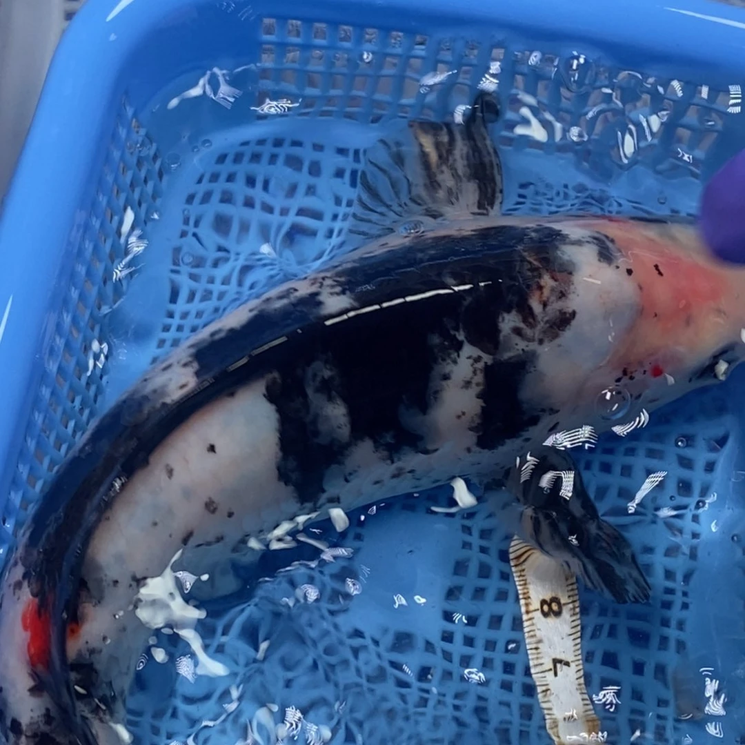锦鲤冷水锦鲤包邮