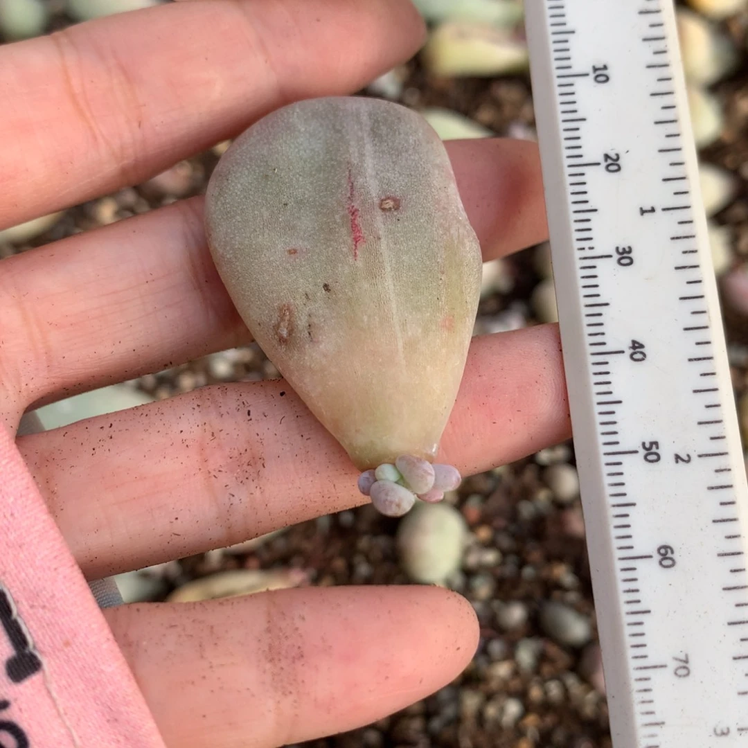 油煎奶酪多肉油煎锦