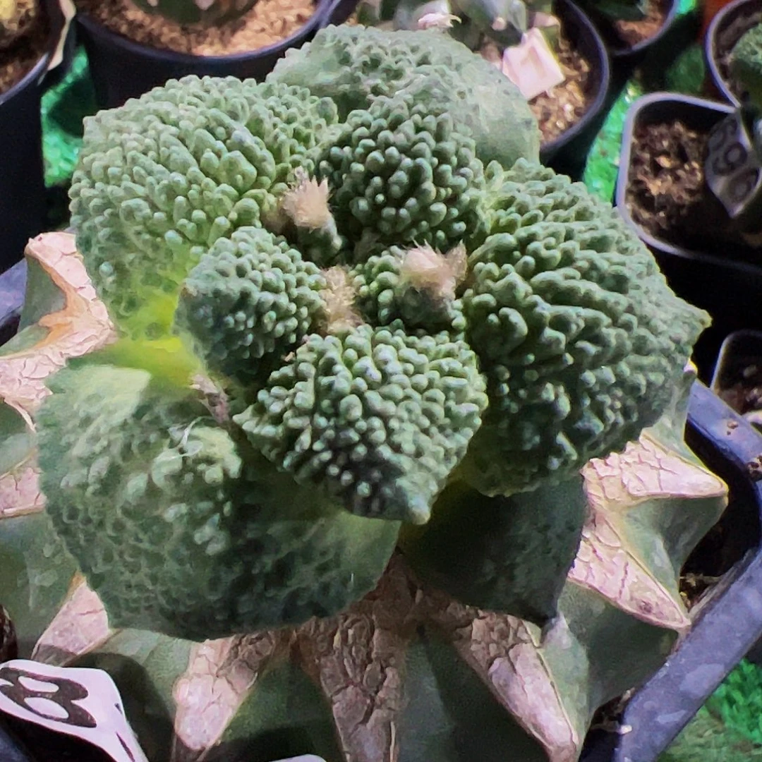 无花朵细颗粒哥斯拉牡丹835