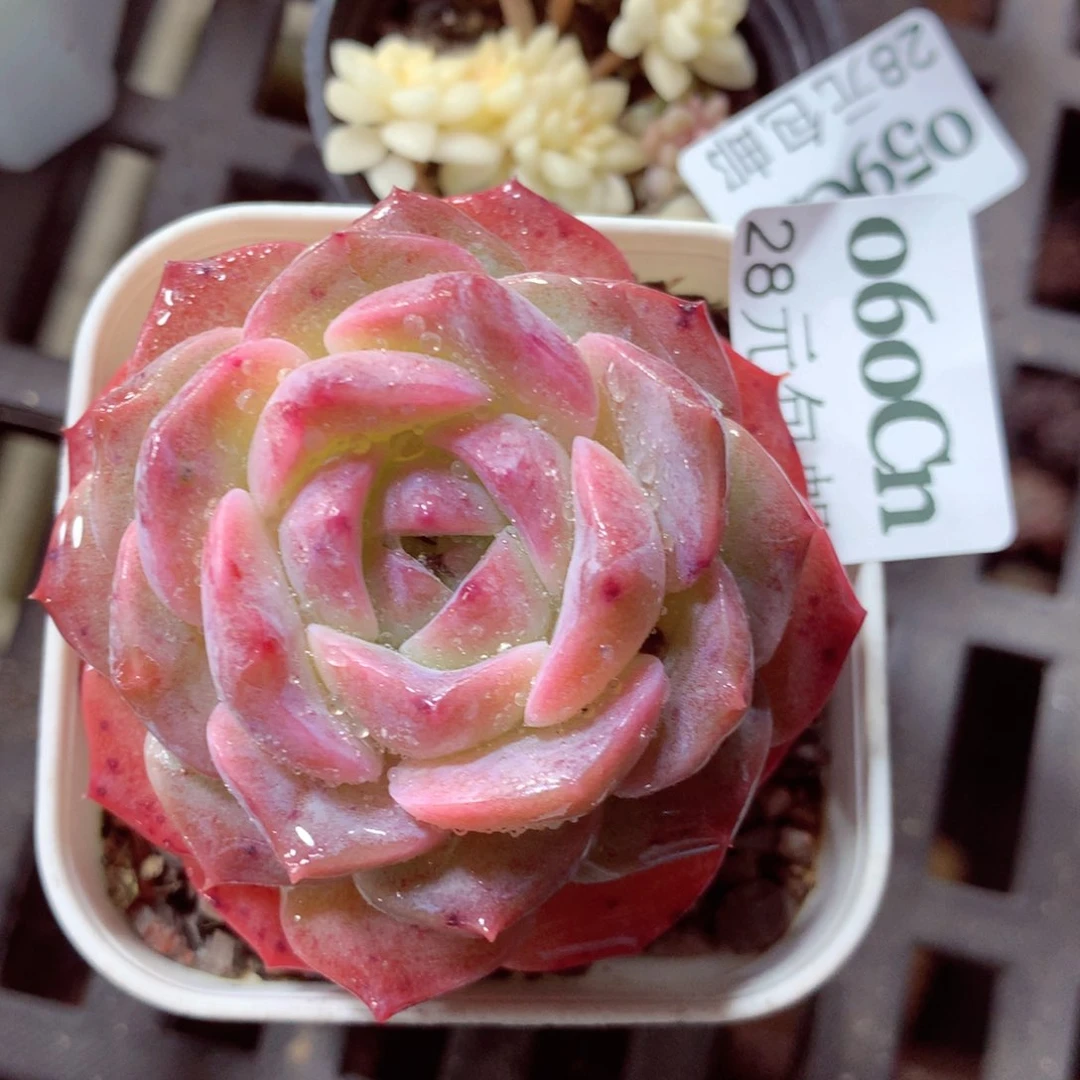 5厘米盆精控多肉0060