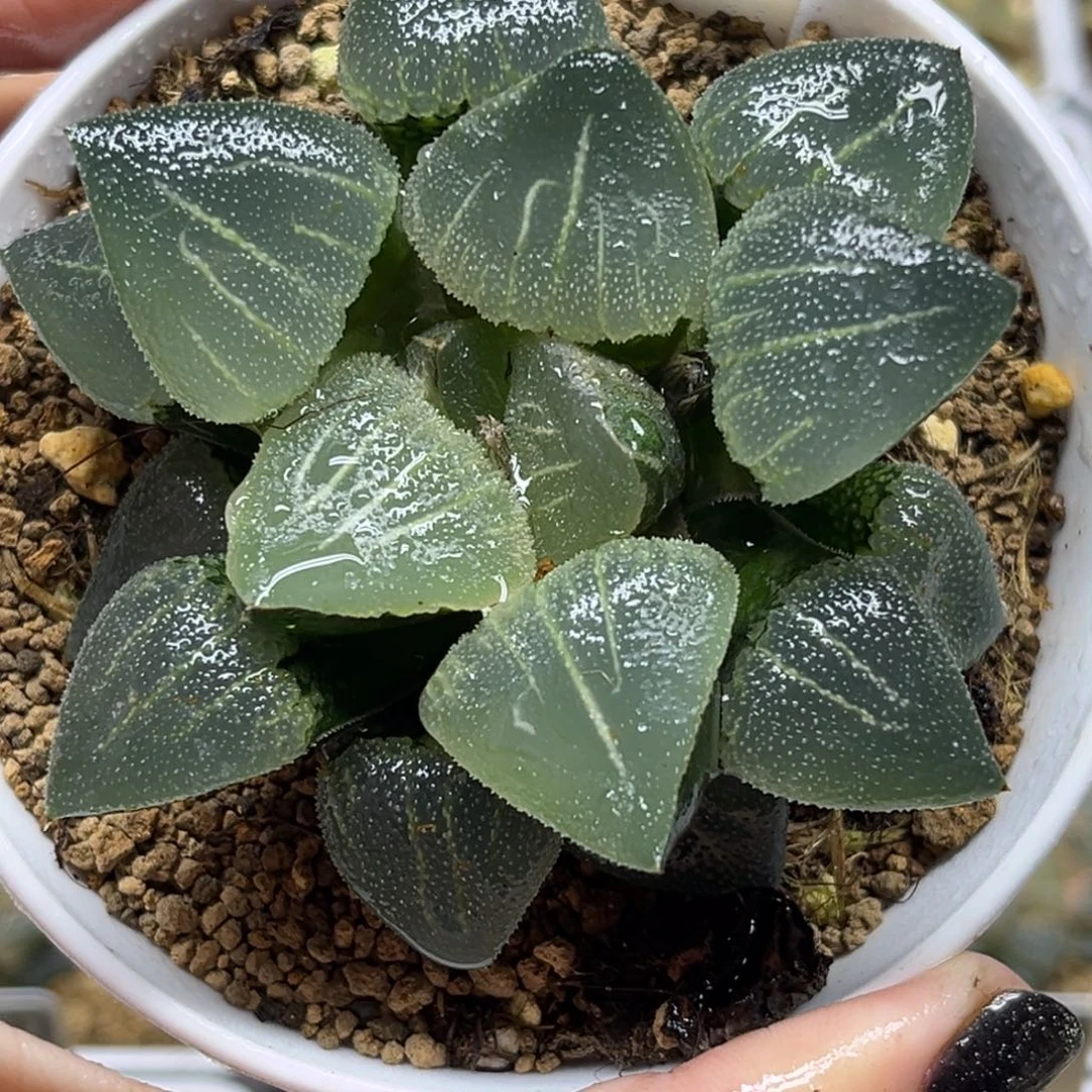 70超级磨面寿福利专场