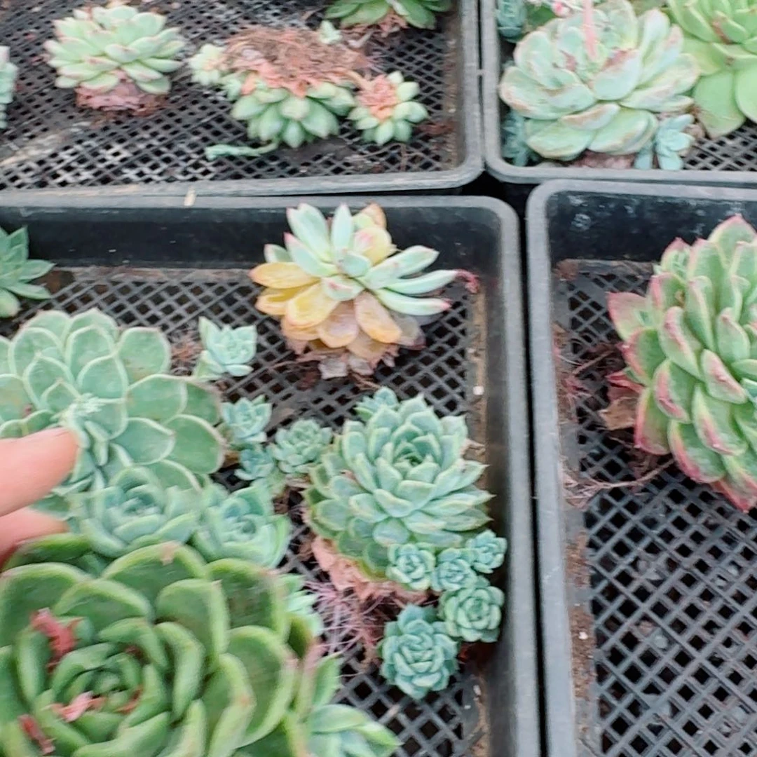 2-17麦秆母本五号箱子一箱子量拍