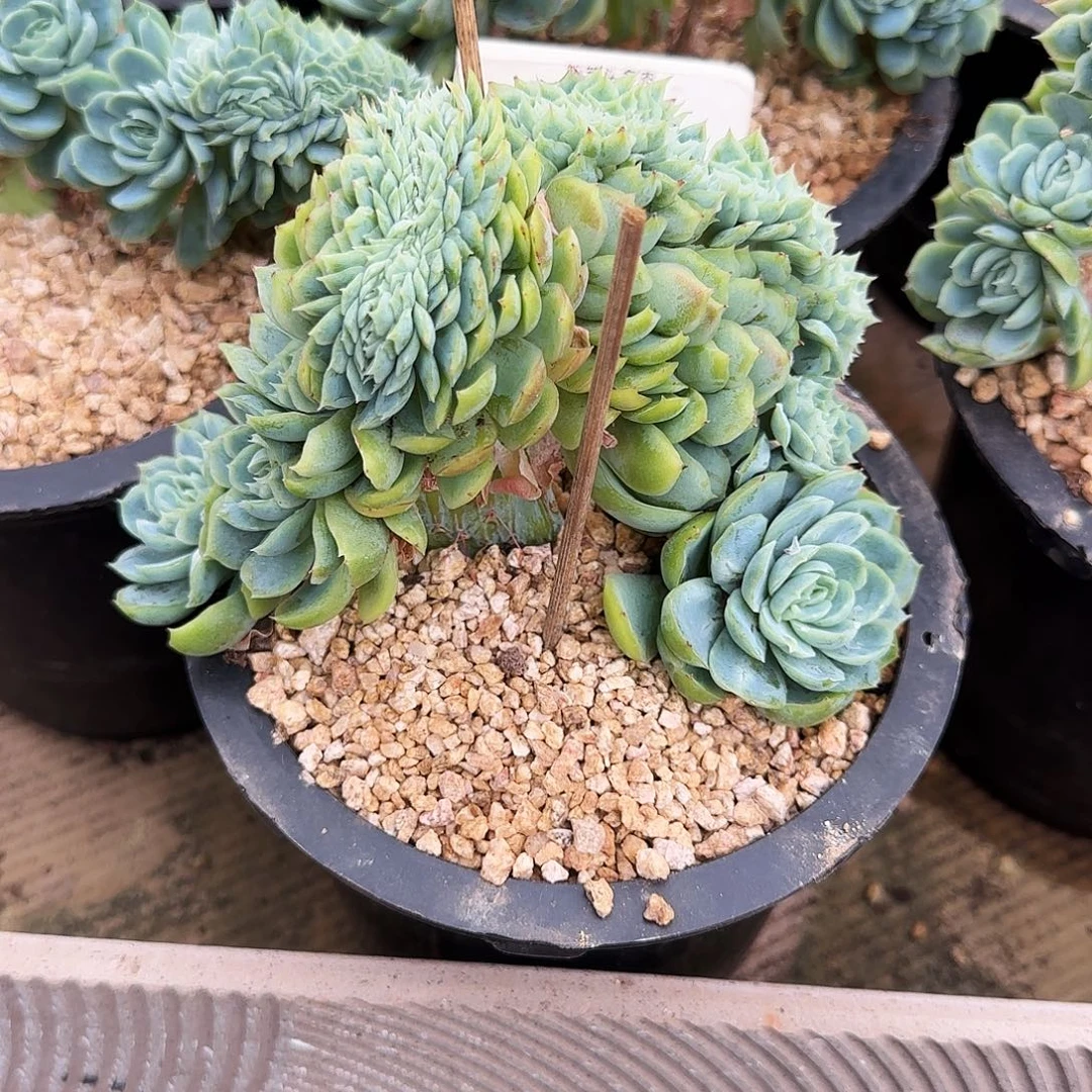 5065。     泡泡纱裙