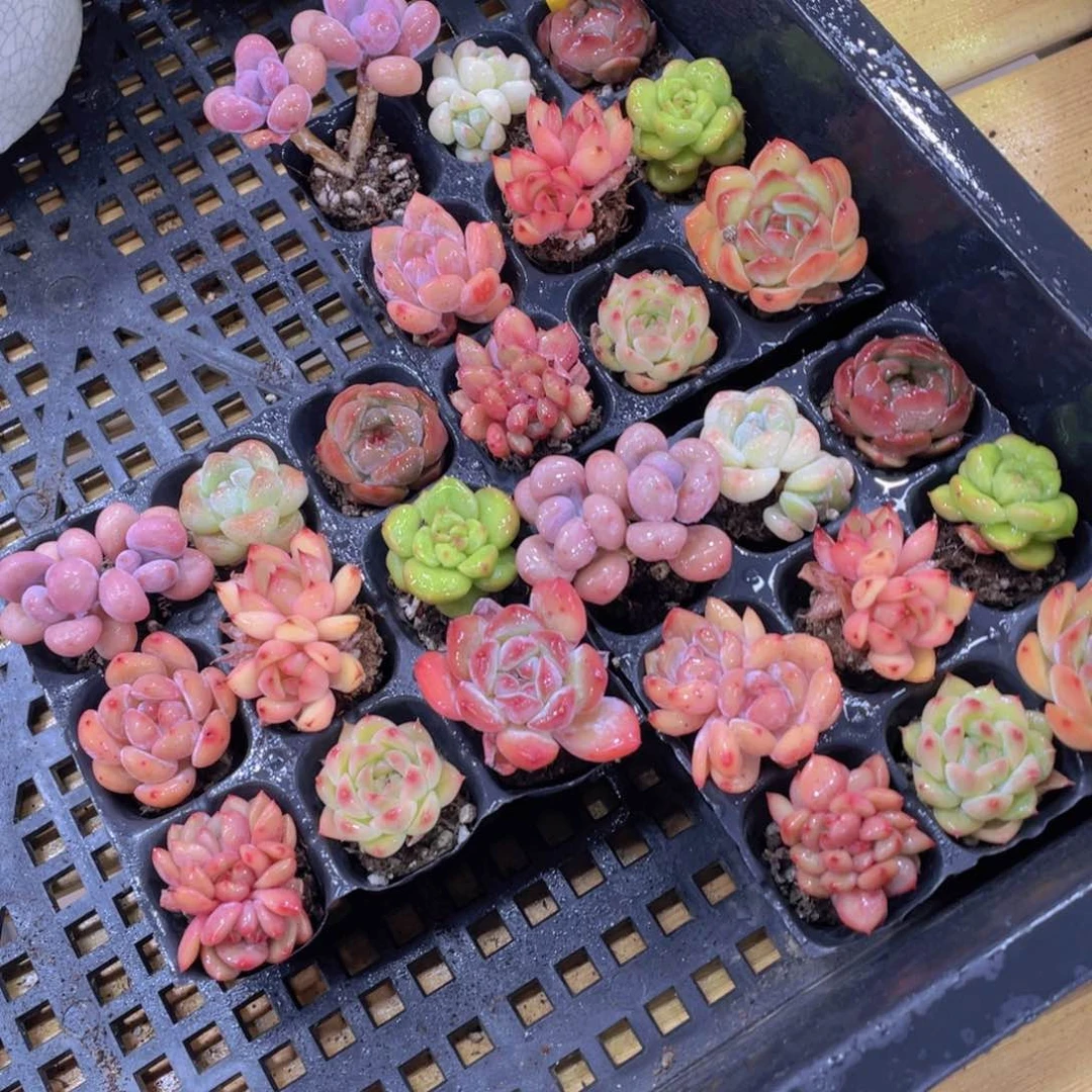 734号 全状态小可爱精品美肉九个