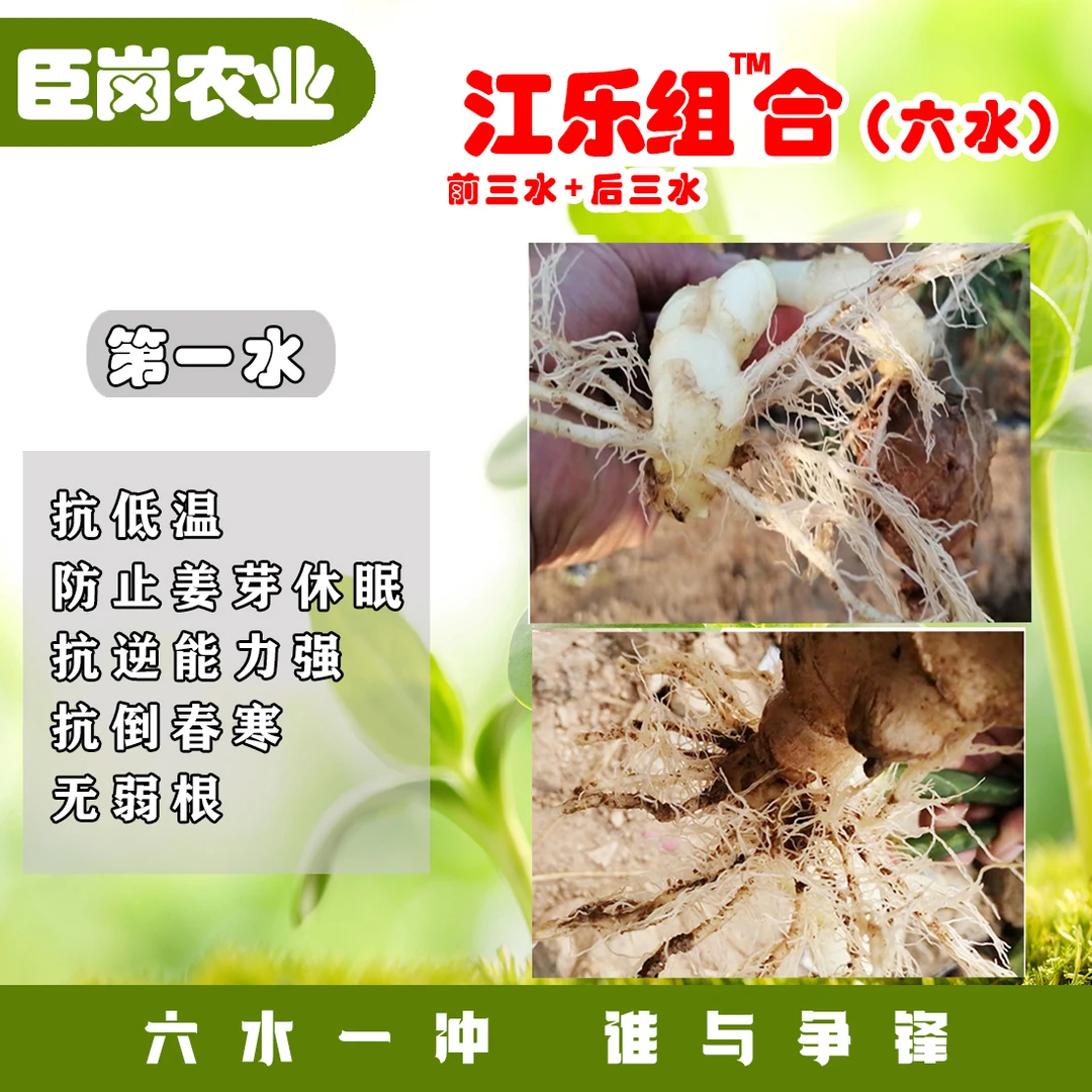 江乐组合前六水套餐。抗低温抗休眠，出苗早出苗齐，底胖。