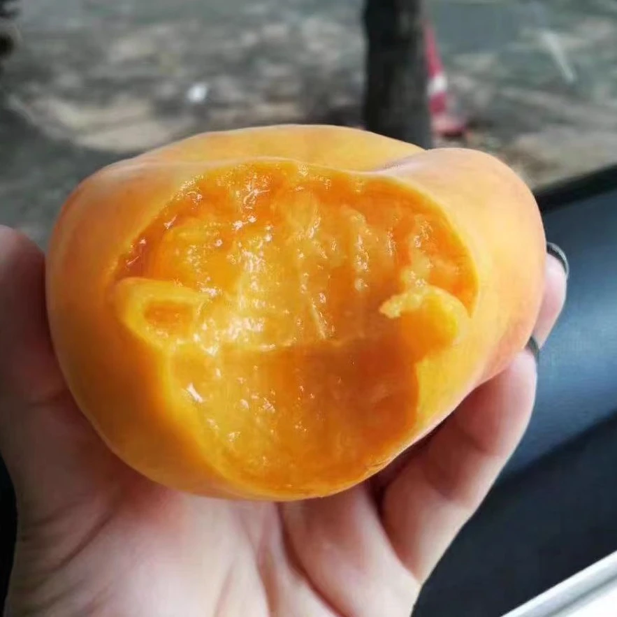 沂蒙山黄金毛蟠桃