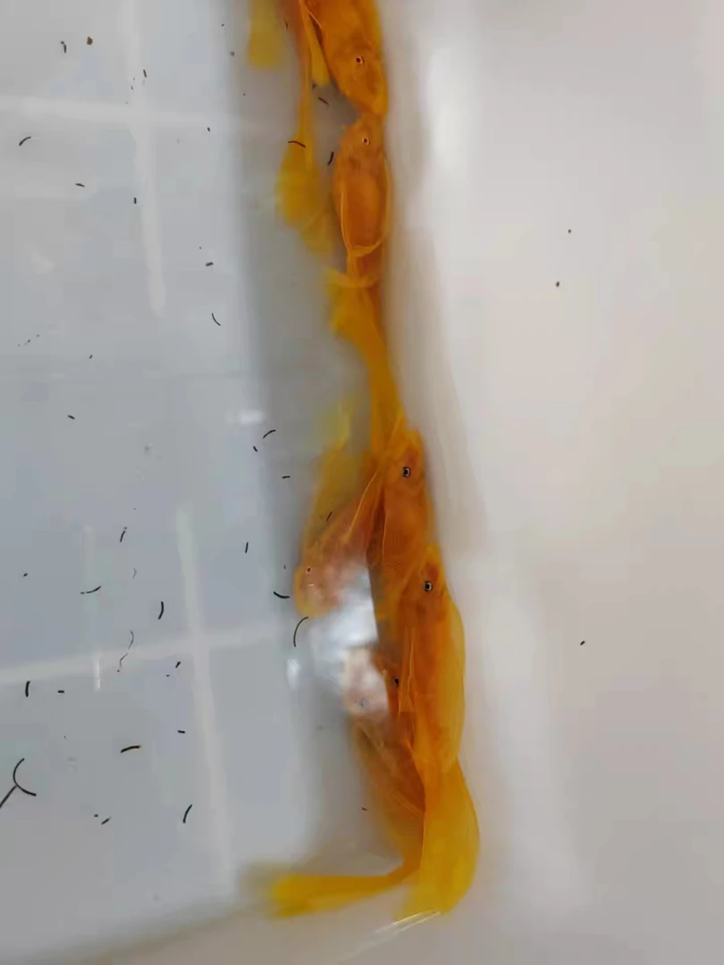 黄金大帆鱼，鱼房精养工具鱼