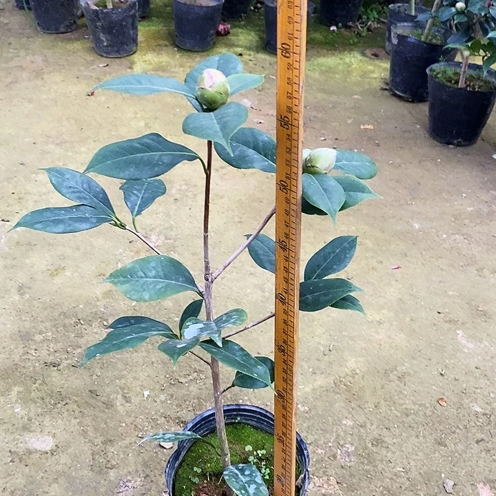 紫衣宝珠。    茶花。