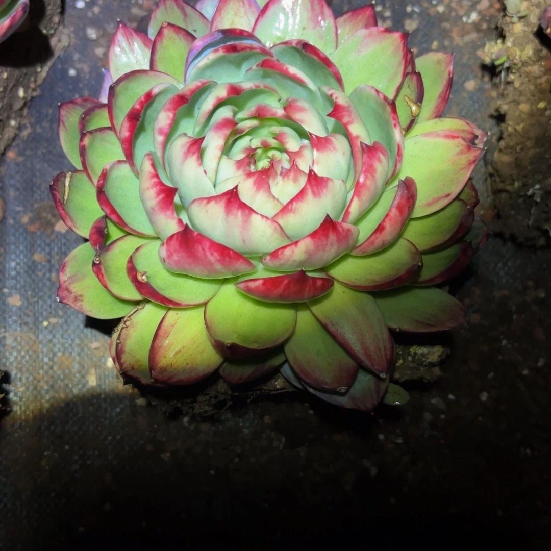 F***莲哈哈哈哈哈哈哈哈宝贝不好