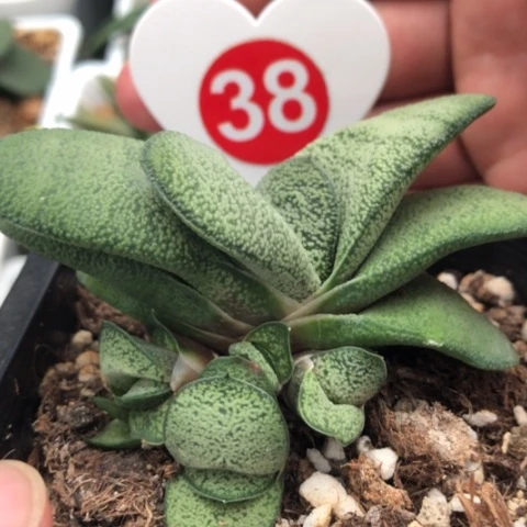 随**意白肌旋转蜗牛母本