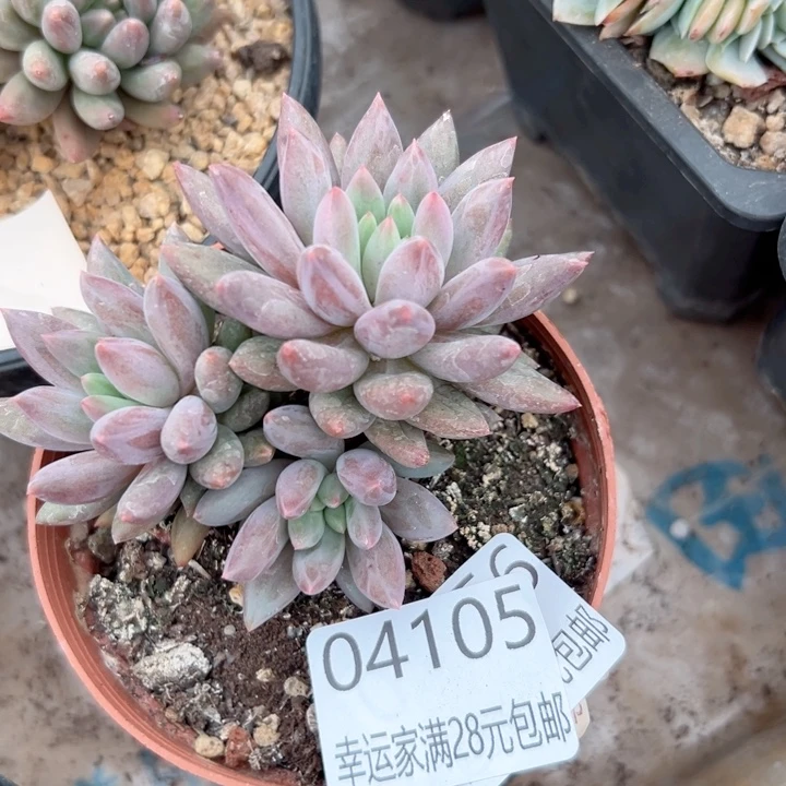 幸运的是我还没遇到