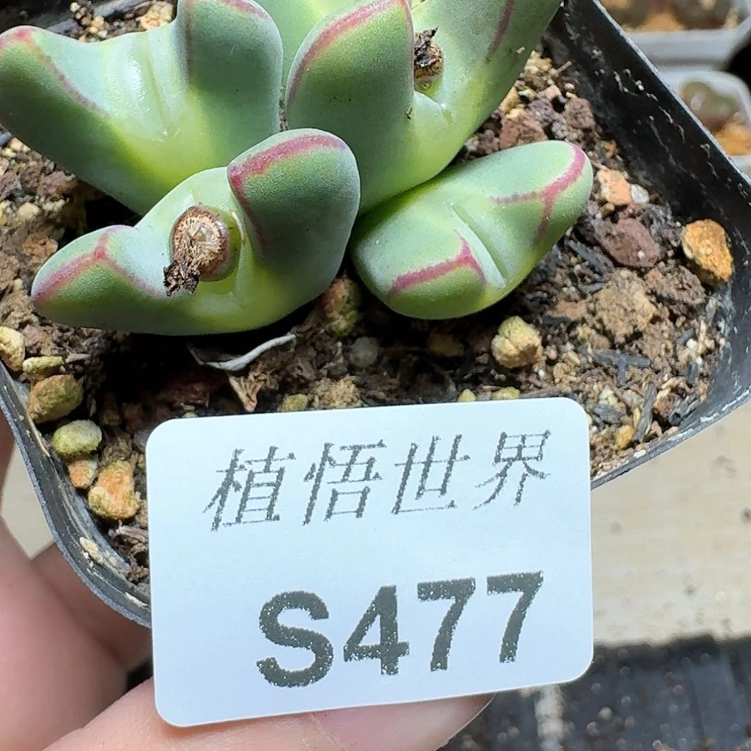 477号多多肉植物哇v