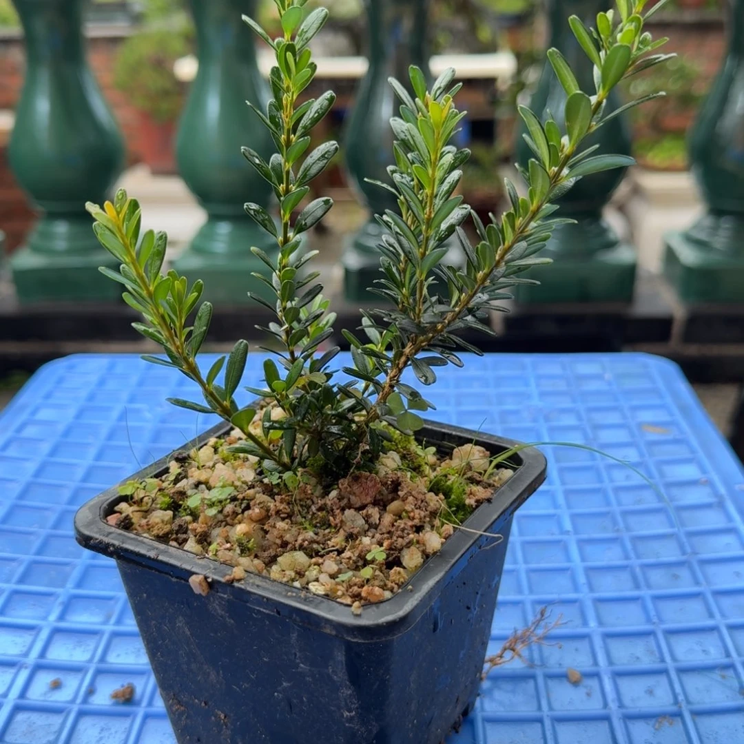 盆*f g f tu g v g g j