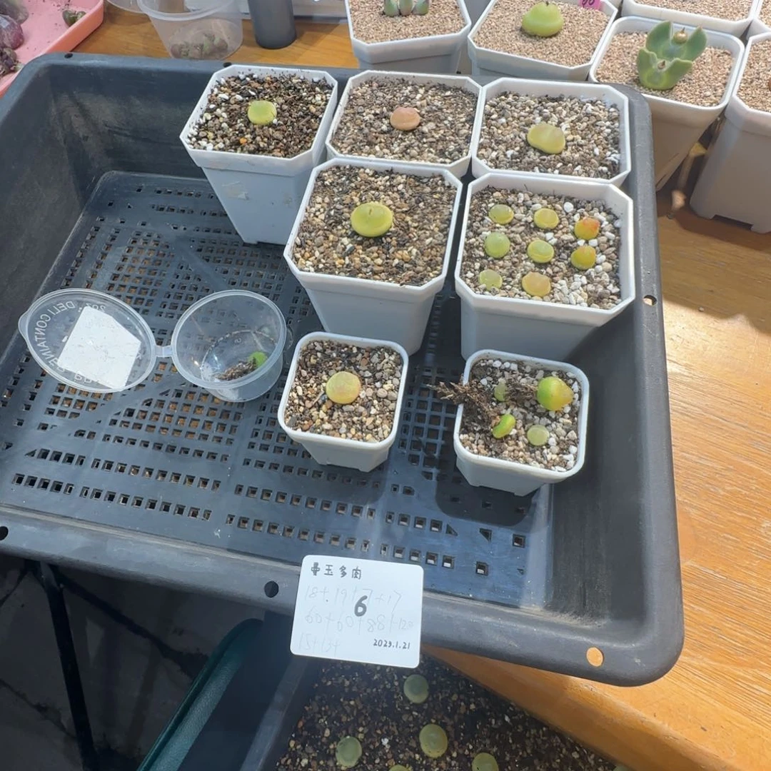 瑶**圆多肉多肉多肉1.21-006