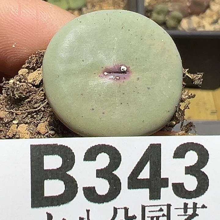 343号有伤特价多肉植物