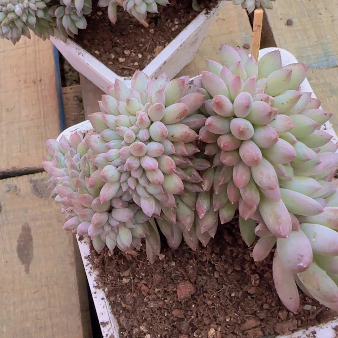 多***嘎多肉植物多肉植物