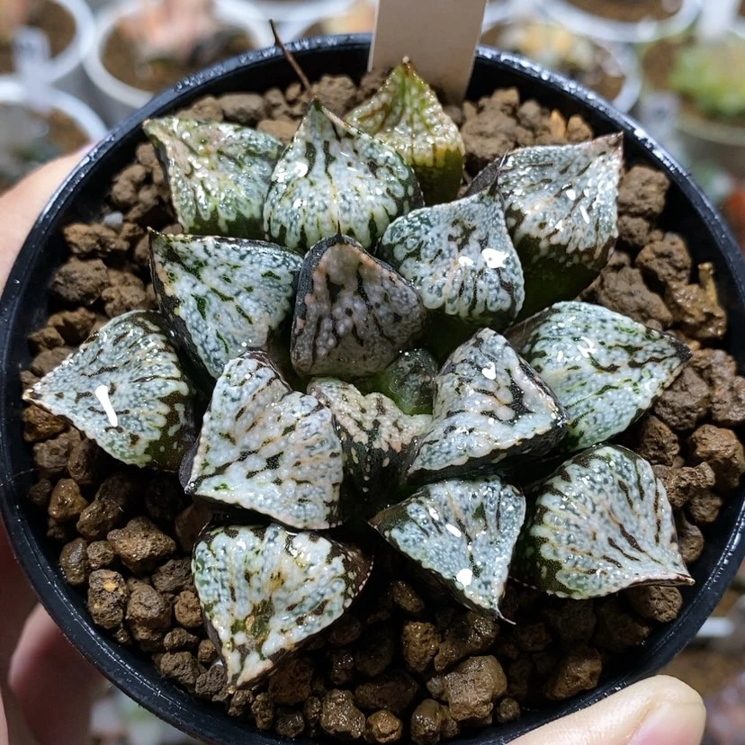 【闪购商品】67魔盒