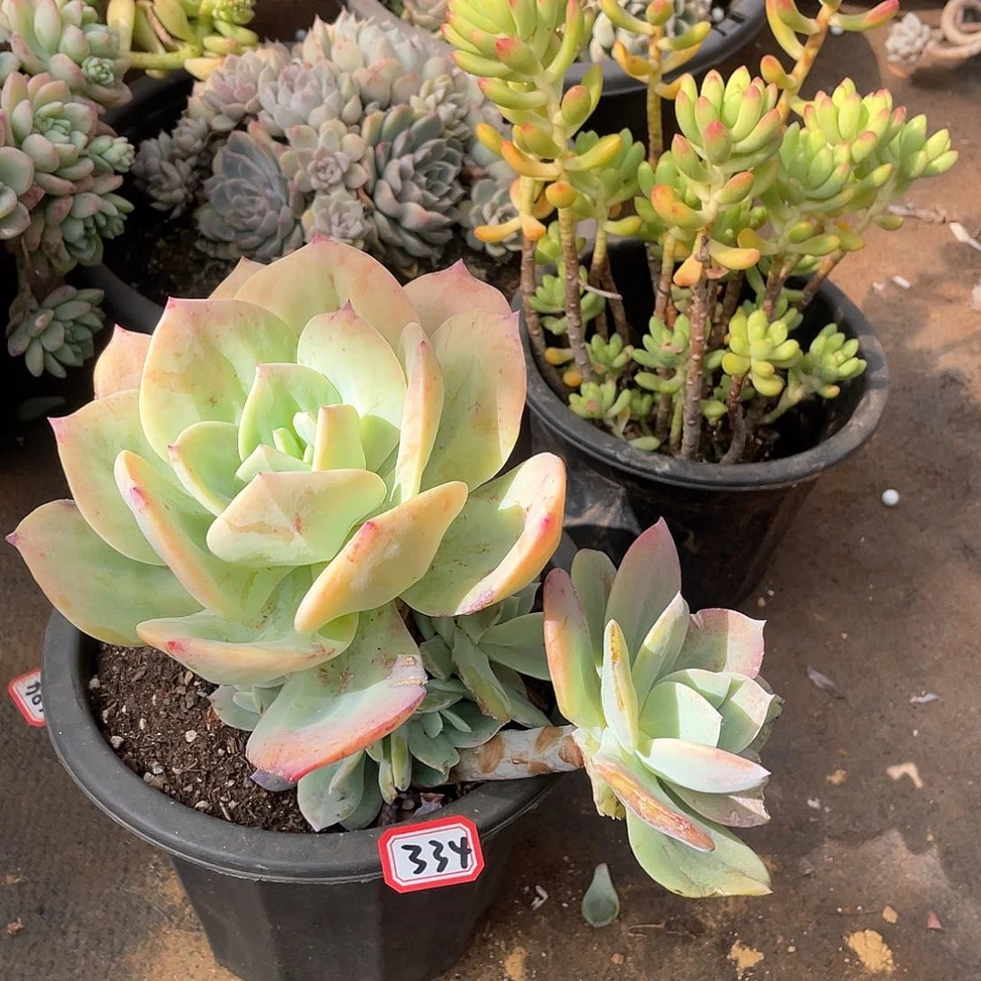 334凤一物一拍多肉